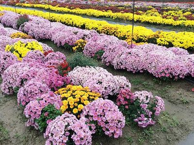 2400多種類以上の菊の花を展示 江蘇省南京市江寧区 z5735ef353caf6dcdc512c85247bcba97 2400多種類以上の菊の花を展示 江蘇省南京市江寧区