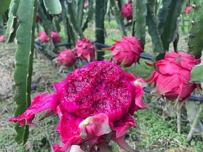 まるで星の大海!ライトが灯された中国最大規模のドラゴンフルーツ畑 z6f0c0ab62899af957b71c9c8de74da5d まるで星の大海!ライトが灯された中国最大規模のドラゴンフルーツ畑