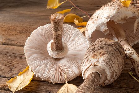 z91194e530fcf1001e251b7021c9cacf5 片手では持てないほどの重さ1.4キロの特大カラカサタケ！　雲南省