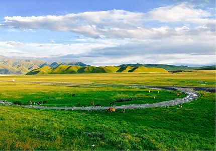 z9928950bde40fac5318f6f877d22006f 綿花の収穫シーズン迎えた巴州　新疆維吾爾自治区