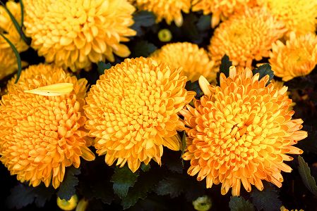 z9f8603f36760ba051322561fba5dd18b 10月23日は「重陽節」　漢の時代の長安に起源