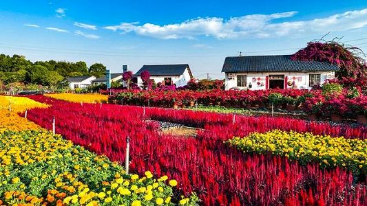 南方花卉苗木交易会が開幕し、カラフルに彩られた桂林市 za110c5900d7e8866a05c003d2b70be9f 南方花卉苗木交易会が開幕し、カラフルに彩られた桂林市