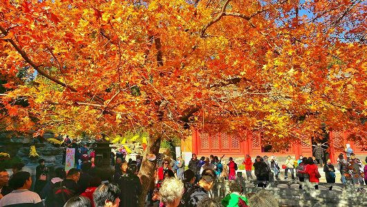zcb5a8f6d15f710debf45f0565e2b4f0d 北京市の香山公園、紅葉が来週見頃に