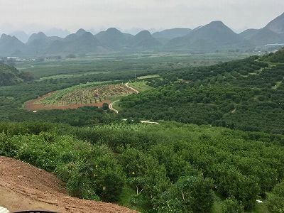 zcf91f22daf191fae2a70983c12b99429 海外へと販売される華僑農場のミカン　広西壮族自治区