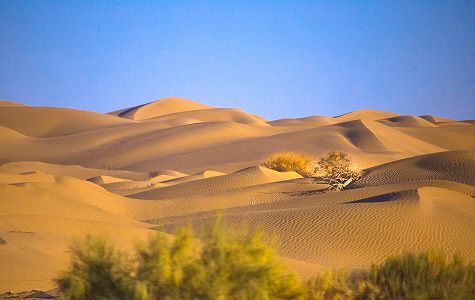 塔克拉瑪干(タクラマカン)砂漠で「砂漠土壌化」技術による試験植栽に成功 z04b310971b935a26848771b84742393e 塔克拉瑪干(タクラマカン)砂漠で「砂漠土壌化」技術による試験植栽に成功