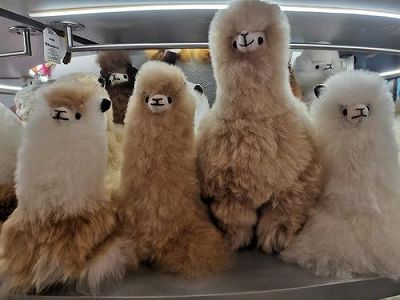 ペルーから来たアルパカおじさん1万7000キロを35時間かけて上海市へ z05f167091b395e3086a47e1a50c2abc2 ペルーから来たアルパカおじさん1万7000キロを35時間かけて上海市へ