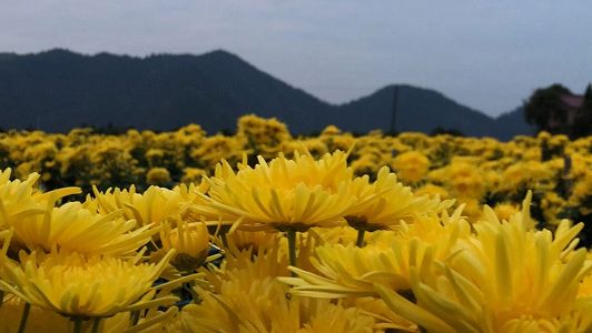 高山金絲黄菊を活用した「美しい」産業 浙江省淳安 zcf4aafd295fb4c225ceff029a040c8e5 高山金絲黄菊を活用した「美しい」産業 浙江省淳安