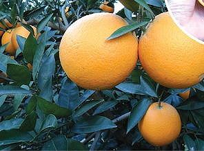 z077a77960c383642 冬収穫オレンジが季節迎え市場へ出回る　湖北省宜昌市