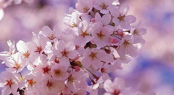 z13dfa081dfe09b13 満開を迎えた無量山の冬咲きの桜　雲南省