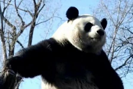 北京動物園に向かう公共バスに「パンダ」をテーマにした車両投入 z2b26bda3d99232cc 北京動物園に向かう公共バスに「パンダ」をテーマにした車両投入