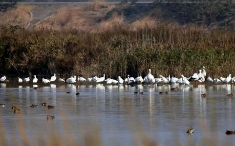 za07d57896c993959 野生の丹頂鶴を上海市で初めて確認