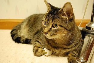 z167e401f1634913f ネコと里帰り！広州でネコと一緒に乗車できるバスが登場