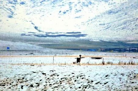 今年最初の寒波が中国に襲来「氷点下ライン」が国土8割をすっぽり覆う zd525c6f812e766af 今年最初の寒波が中国に襲来「氷点下ライン」が国土8割をすっぽり覆う