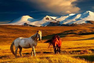 za05fc85d22510895 干支の竜を彫刻した特別な馬頭琴　吉林省