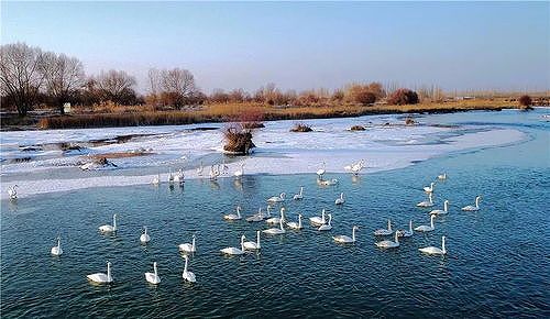 zb8e3de51334ec2b5 春節連休に人気を集めた「白鳥の湖」新疆　