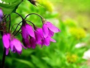 北京市は例年より13日早い今月13日に春入り z3a309c9a50c6daa2 北京市は例年より13日早い今月13日に春入り