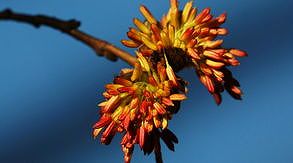 z81fb39973bc00a40 「生きた化石」と言われる植物が開花