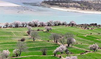 z827027a1f42d2cb3 中国の花見旅行が人気上昇中　人気の旅行先は？