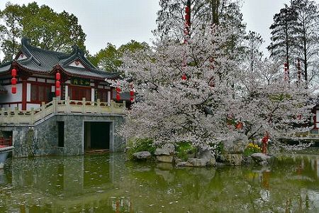 z843ef4da1a0f27c1 湖北省武漢市の東湖桜花園が今月7日に開園　特別花見ルートも開設