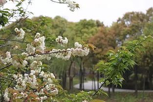 花見客を迎える満開の桜 江西省九江市武寧県 z854d2c22249c8d93 花見客を迎える満開の桜 江西省九江市武寧県