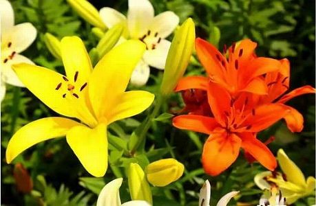 z8a60e1b80725a83f 植物学者が新種の百合を発見　浙江省