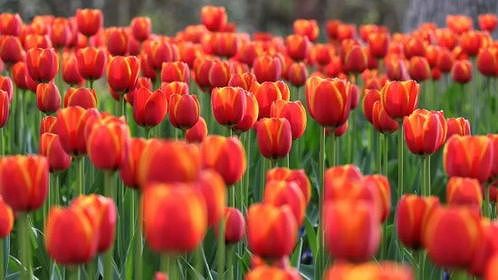 上海市で春を満喫できる「2024崇明花朝節」が開幕 zab575df6b098cc42 上海市で春を満喫できる「2024崇明花朝節」が開幕