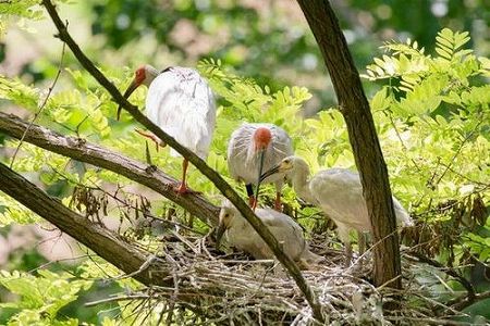 陝西省漢中朱鷺保護区で今年1羽目となる人工孵化の朱鷺のヒナが誕生 z03595af680ab8f3c 陝西省漢中朱鷺保護区で今年1羽目となる人工孵化の朱鷺のヒナが誕生