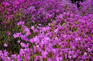 z23fe5327a2f11917 内蒙古自治区呼倫貝爾市で「興安ツツジ」が満開に