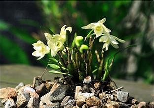 z5ed35134de5e4f8b 艶やかに咲く石斛（セッコク）の花々　雲南省寧er市