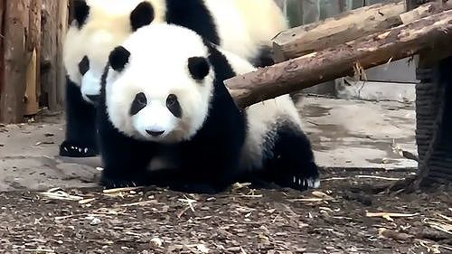 z80da0495e7ab4642 「トップアイドル」のパンダ「花花」が成都文化観光局の栄誉局長に就任