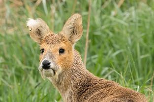 za358c8ff4f650996 初となる「白いジャコウジカ」の映像を撮影　青海省