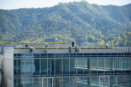 za647b350889e9824 高層オフィスビルの屋上で栽培する龍井茶が新たな都市景観に　浙江省