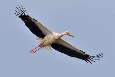 za97264f748b64c3b 湖南省で「鳥類の国宝」コウノトリの繁殖を初確認