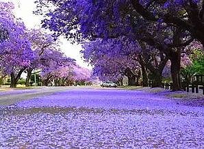 zaa477f8b9e89f761 昆明市で紫色のロマンチックな花・ジャカランダが満開に