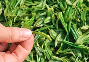 zf15b35e7eb492529 新茶の茶摘み始まる　安徽省蕪湖市南陵県