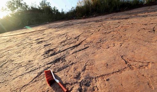 z6154978cca924296abf06e42990e8754 福建省で発見されたデイノニクスの足跡は世界最大　新種類も確立