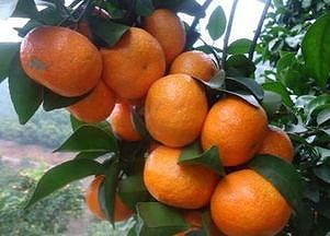 冬の味覚!広西産の小く甘いミカン「砂糖桔」 z6ee29b85febe1cfb 冬の味覚!広西産の小く甘いミカン「砂糖桔」