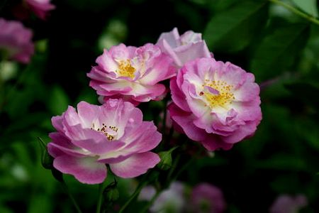 z77353e0e23d91969 雲南省の食用薔薇　鮮花餅のおいしい材料にも