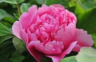 z8846874346022a3c 牡丹の花が描かれたロマンチックな枕