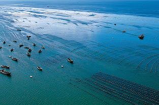 za5c1b66cbd6a1597 ムール貝の養殖作業で活気づく海洋牧場　浙江省舟山市