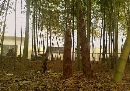 孟宗竹が一大産業に成長 江西省・宜春市 za5f4c7d78e7cc12d 孟宗竹が一大産業に成長 江西省・宜春市