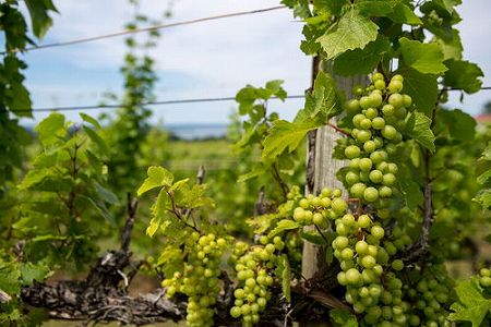 za9b075bce154521a 新疆維吾爾自治区・吐魯番市で「終身観光チケット」を発売