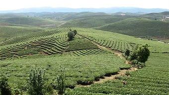 zae22c9688220f79e 赤ちゃん連れで「食べ歩き」を楽しむ野生の象家族　雲南省