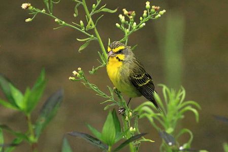 「動物界で最も優れた織物職人」キムネコウヨウジャクが巣作り開始 zbfc08beb930b047b 「動物界で最も優れた織物職人」キムネコウヨウジャクが巣作り開始