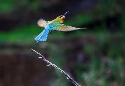 zcc000025f4c69abd 「中国一美しい小鳥」が福建省厦門市に「集団引っ越し」