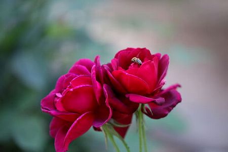 zcef7c59ca603d6e9 北京市の環状道路に咲く「庚申薔薇」が見頃に