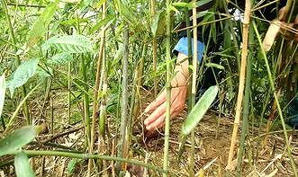 zea8ddbaaedd3428c ラカンチクを食材に　雲南省「ラカンチクの里」の新たな試み