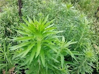 z57e375f01bff6e5c 端午節控え、さまざまなスタイルの蓬（よもぎ）が登場