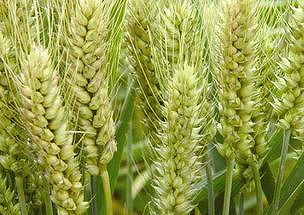 z74fd1fb9e58e70ec 穀物の収穫・種まきの同時進行で大忙しの夏シーズン