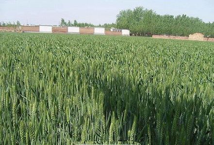 z8c659b409ed30ac2 1 北斗を搭載した新型農機　小麦の収穫と播種がより円滑に